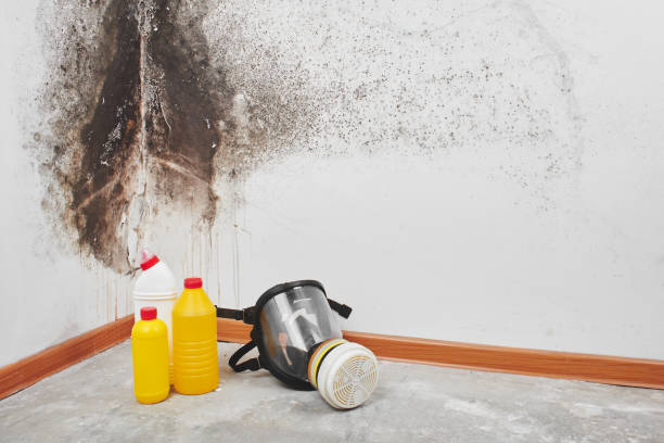 Professional Mold Remediation in East Bronson, FL